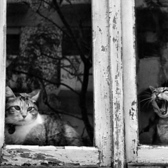 Meet your Posher, Braxton - Picture 1 of 1